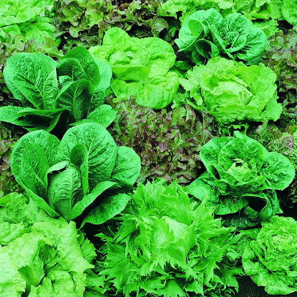 Middle World Farms fields