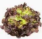 Lettuce Red Oak