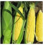 Middle World Sweet corn