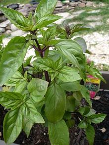 Basil Plant