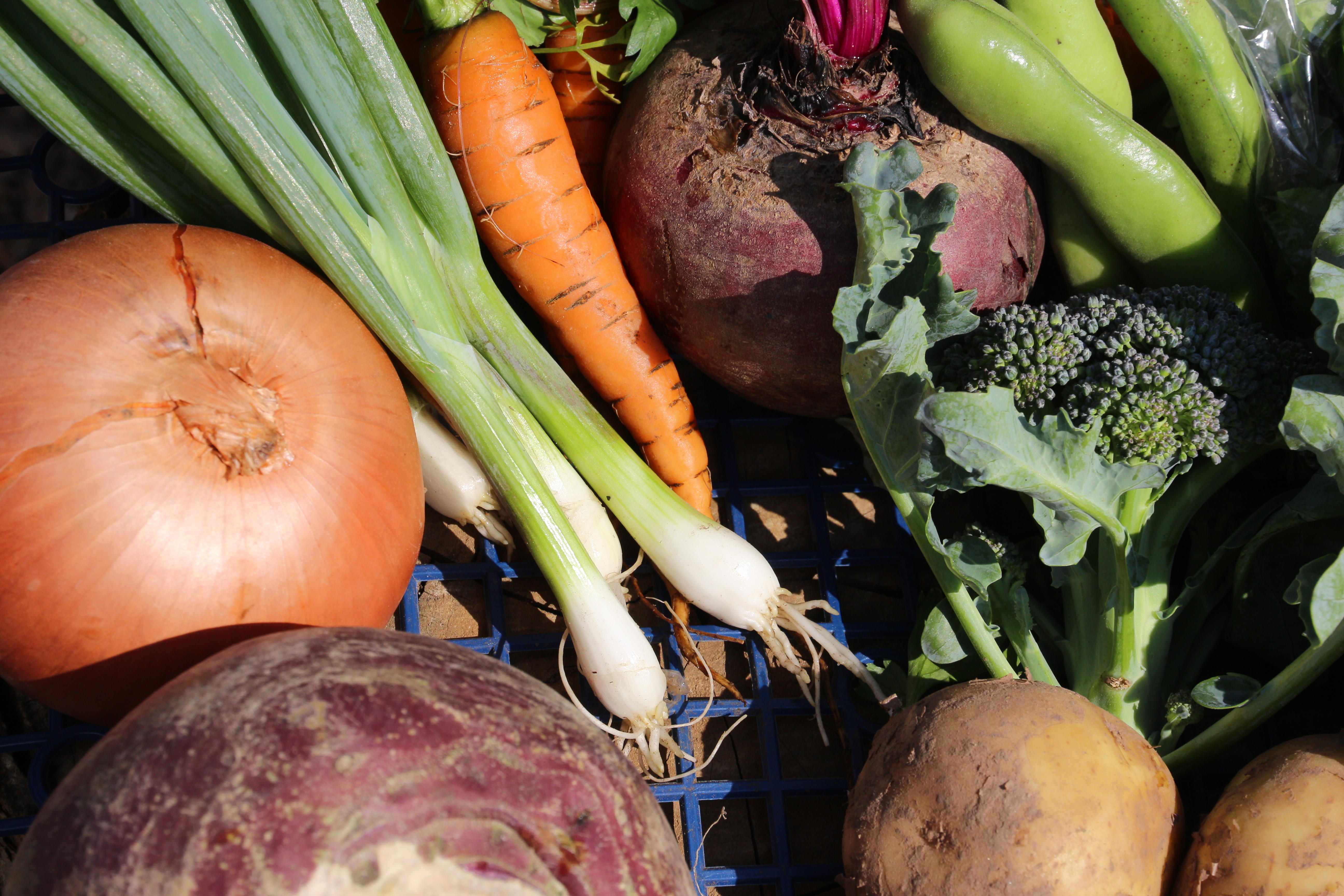 Fresh seasonal veg boxes