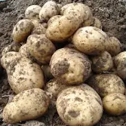 Potatoes New