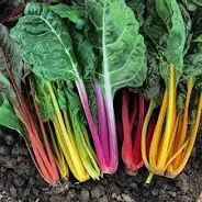 Chard Bunch