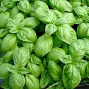 Bunch of Basil