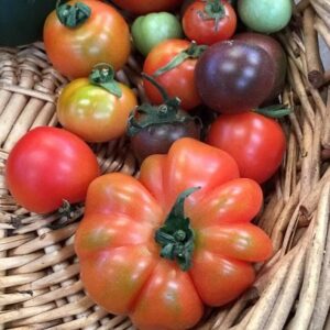 Tomatoes, selected Heirlooms
