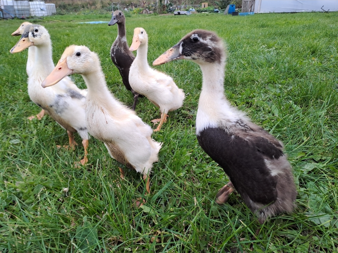 Volunteering at Middle World Farms