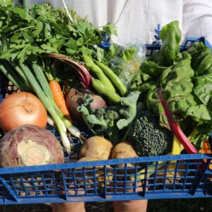 Single Person Vegetable Box