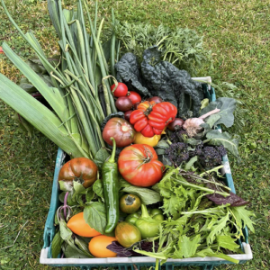 Large Family Vegetable Box