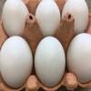 Duck Eggs Gallery