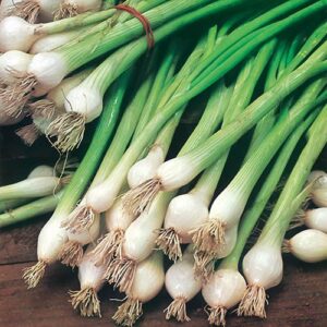 Spring Onions Bunch