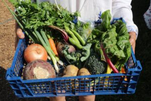Single Person Vegetable Box