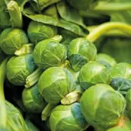 Sprouts
