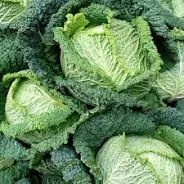 Savoy cabbage